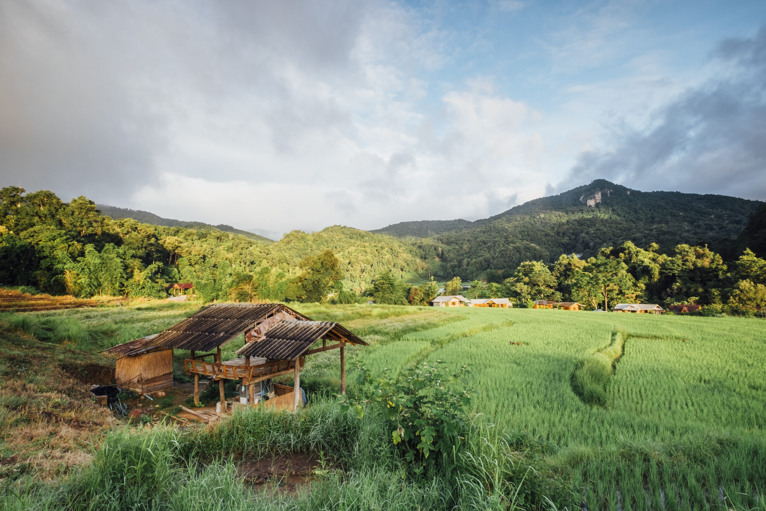 hut in rice field in Thailand